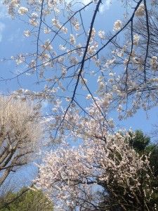 画像特集_7083