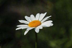 daisies-3471286_640