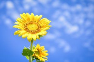 flowers-3598500_640